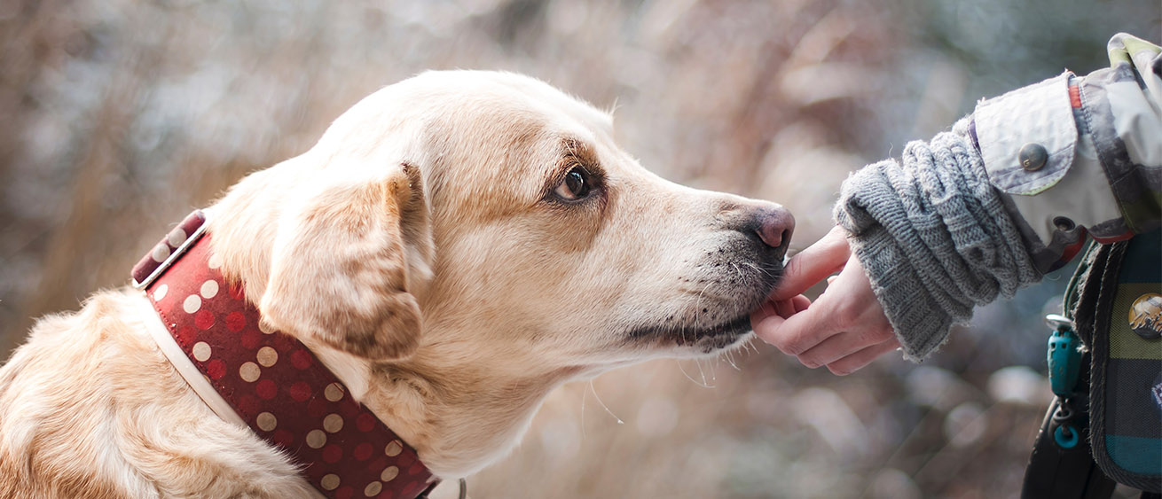 how does garlic get rid of worms in dogs